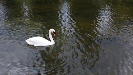 White Swan on a Pond, on a Cloudy Day - obrazy, fototapety, plakaty