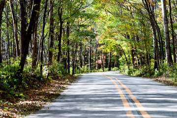 Empty road in the forest