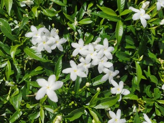 White Star Jasmine Flowers in Sunlight