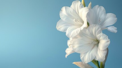  a close up of a white flower on a blue background with a blurry image of a flower in the middle of the frame, with a blue sky in the background.