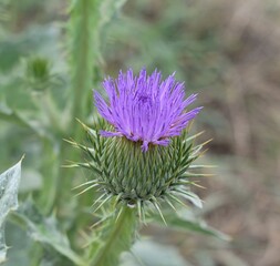 Chardon Onopordon faux acanthe (Onopordum acanthium) fleurissant dans la campagne