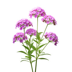Obraz premium Verbena flower isolated on transparent background