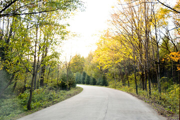 Empty road in the forest