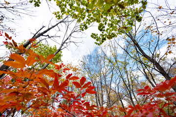 Colorful autumn leaves in park
