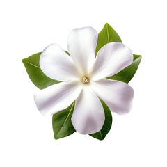 Vinca flower isolated on transparent background