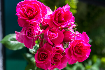 Rosen