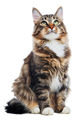 Sure, the output is:
"A Japanese Bobtail Longhair cat"