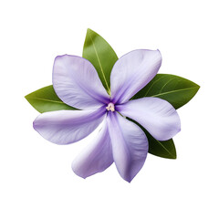 Vinca flower isolated on transparent background