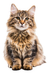 A Munchkin Longhair cat  isolated. - obrazy, fototapety, plakaty