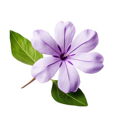 Vinca flower isolated on transparent background