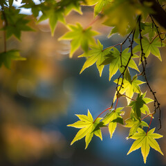 Obraz premium High-Resolution Travel Photograph Showcasing Vibrant Maple Leaves