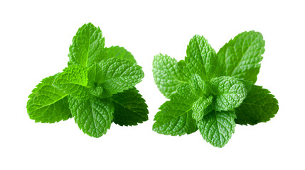 mint leaves isolated on transparent background