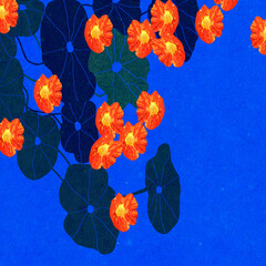 Ilustracja liście kwiaty nasturcja na niebieskim tle motyw roślinny.