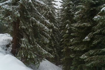 winter forest green fir trees under snow. High quality photo