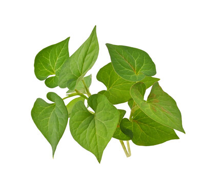 Plu Kaow leaf (Houttuynia cordata Thunb.) on transparent png