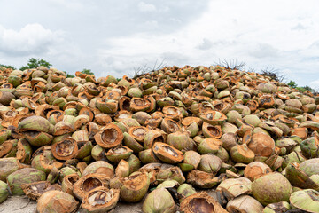 Massive piles of coconuts. Heap of green and brown coconut.