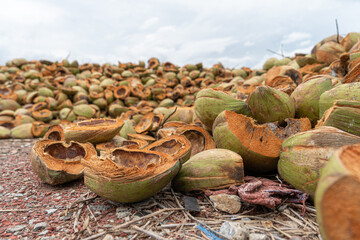 Massive piles of coconuts. Heap of green and brown coconut.