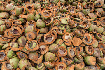 Massive piles of coconuts. Heap of green and brown coconut.