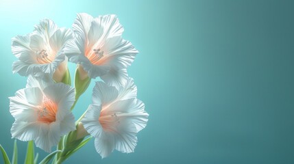  a close up of three white flowers on a blue background with a blurry image of the back of the flowers and the top of the flowers in the foreground.