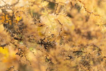 Autumnal background, orange and yellow branches of larch - 724760119