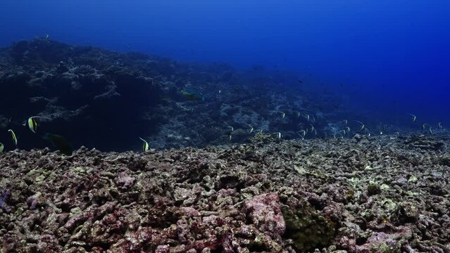 Shoal of Moorish Idol over the reef in the atoll of Fakarava in the French Polynesia in the middle of the South Pacific