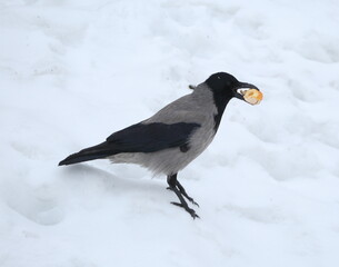 A crow stands in the snow holding a piece of white bread in its beak