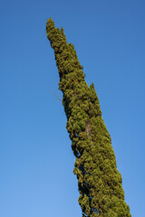 Cypress against the sky