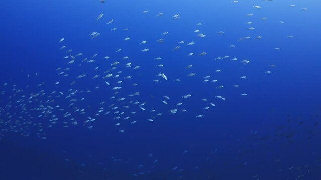 Shoal of snappers in the Blue in the atoll of Fakarava in the French Polynesia in the middle of the South Pacific