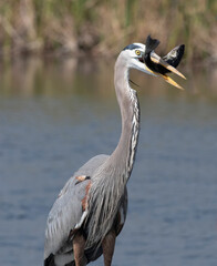 Great Blue Heron feeding with a fish in its beak