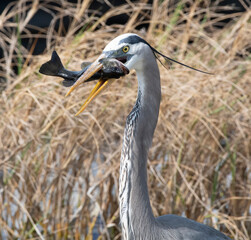 A Great Blue Heron is show with a fish caught in its beak.
