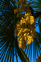 a palm tree in the shade
