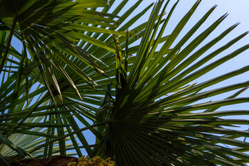palm tree in the sun