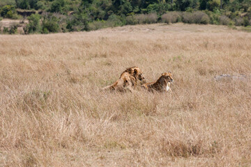 lions couple in the savannah of Kenya