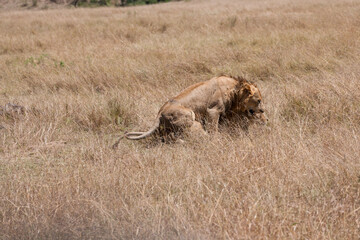 Obraz premium lions couple in the savannah of Kenya