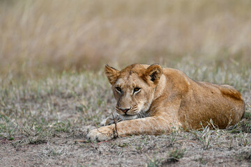 Lion female in the Masai Mara