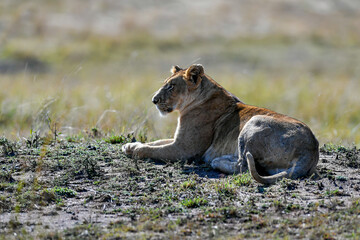 Lion female in the Masai Mara