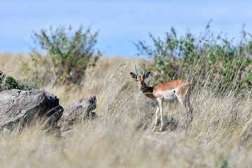 Antelope in the savannah of Africa