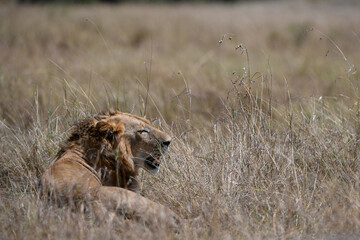 Male lions in the Masai Mara savannah