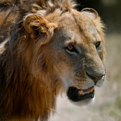 Male lions in the Masai Mara savannah