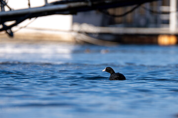 Coots swimming near a ship docked in the Han River in the early morning.