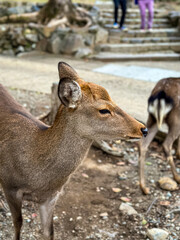 Autumn Season in Japan. Dera in Nara