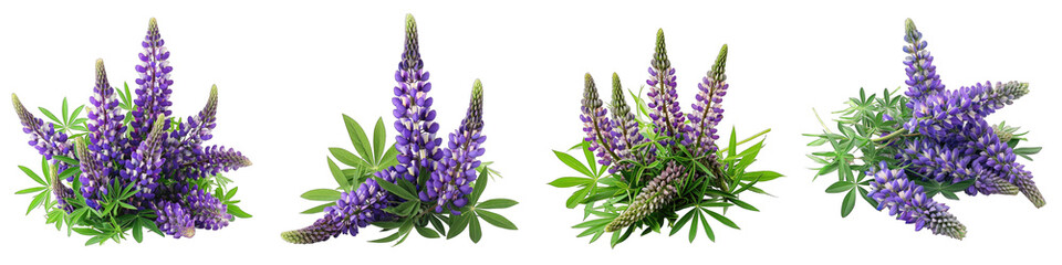 Lupine Flower Pile Of Heap Of Piled Up Together Hyperrealistic Highly Detailed Isolated On Transparent Background Png File