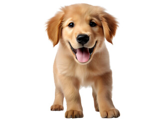Golden Retriever with a Playful Expression, isolated on a transparent or white background