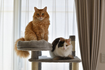 キャットタワーで２匹並んで座る猫（マンチカン、メインクーン）