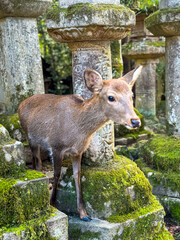 Deer greet visitors in Nara City and Tōdai-ji Temple. Deer between lanterns in Nara Park, Japan