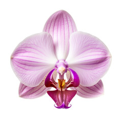 isolated illustration of pink orchid flower. Created with Generative AI