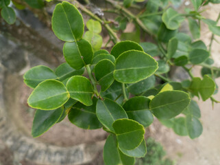 Obraz premium Selectively focus on Kaffir lime leaves contain essential oils which have antibacterial activity. E. coli and S. aureus bacteria. and is often used to enhance the aroma of cooking
