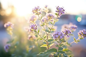 phacelia plant with purple flowers in sunlight