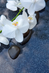 Fototapeta na wymiar White orchid and black spa stones on the gray background.