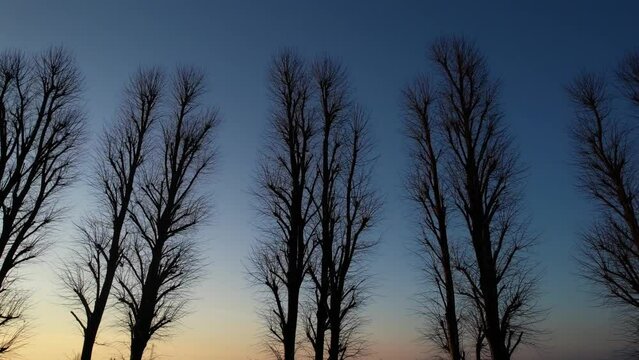 Aerial video shot of a row of bare trees at sunset